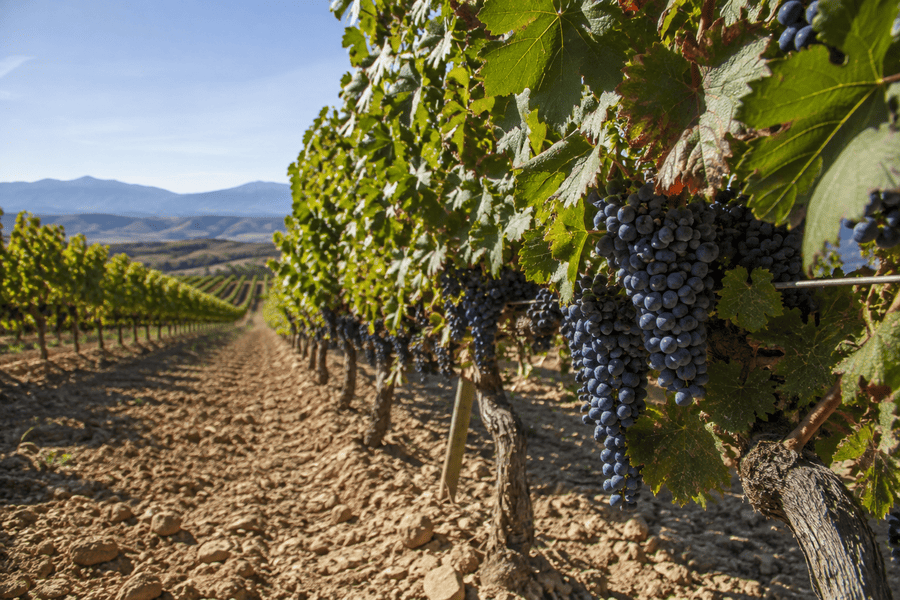 Tipos de uva propias de los vinos de La Rioja