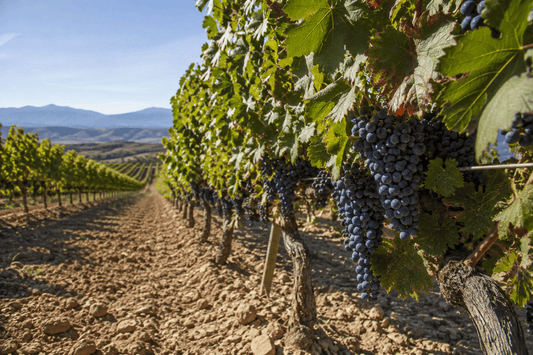 Tipos de uva propias de los vinos de La Rioja